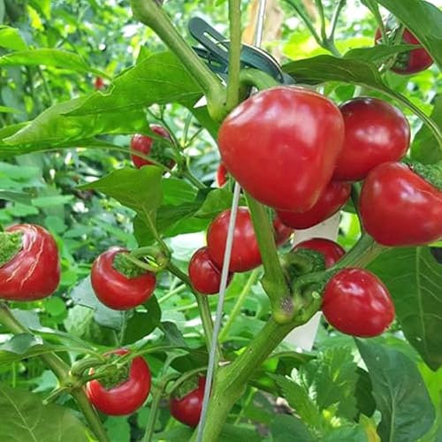 Cherry Bomb Chili Pepper Seeds - Chili Plant Quality Heirloom Seed