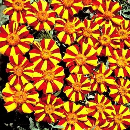 Ringelblume Mr. Majestic Samen - Tagetes Glockenblume Nana