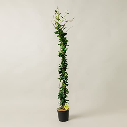 Plantì GELSOMINO RINCOSPERMUN in vaso da 17cm ed altezza 130cm. Piante da giardino Gelsomino rampicante, piante da esterno vere e piante rampicanti da esterno. 6 mesi di concimazione con Plantì.