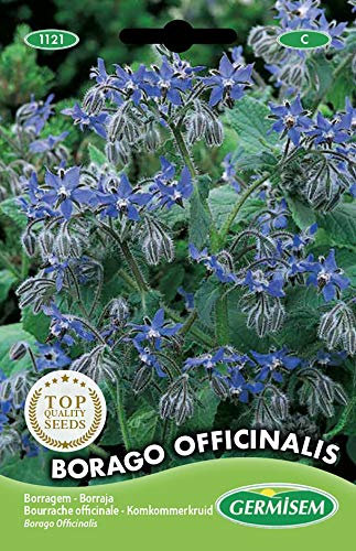 Germisem graines Bourrache officinale BORAGO OFFICINALIS