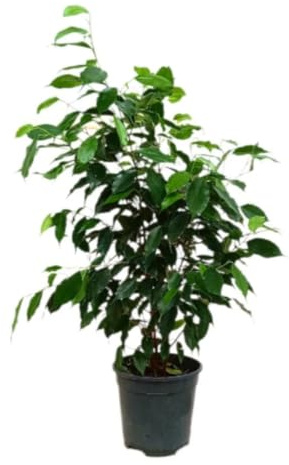 Planta natural Ficus Benjamina Danielle, 60-70 cm. Árbol ornamental de interior con hojas verdes y brillantes, compacto y elegante. Segura Garden.