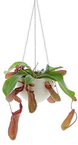 KENTIS - Pianta Nepenthes - Monkey Jars - Piante Vere da Interno - Pianta Carnivora Vera Cattura Mosche Insetti - Vaso Ø 14 cm