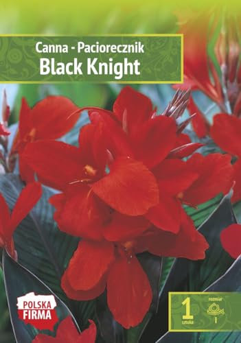 AGRONOM | CANNAS - BLACK KNIGHT - Bulbes de Fleurs | Plantes Vivaces de Jardin | Bulbes de Fleurs à Planter | Décoration de la Maison | Couleur Rouge | 1 Pièces à Bulbes