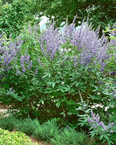Mönchspfeffer Vitex agnus-castus 40-60 cm Zierstrauch winterhart