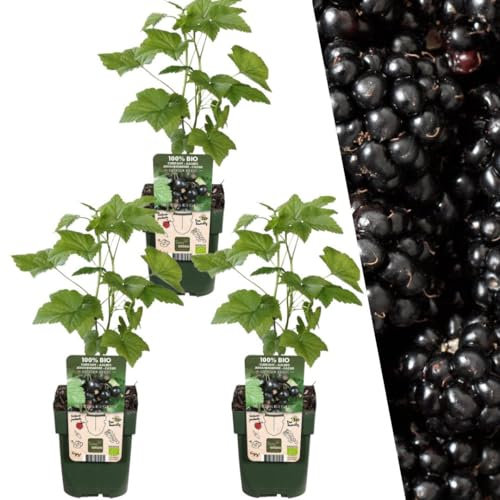 Plants by Frank | 3 Brombeeren Pflanzen | 100% Bio Obstpflanzen | Brombeeren | Gartenpflanzen | Winterharte Pflanzen Garten | Gartenpflanzen Winterhart