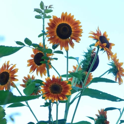 semillas de girasol, perennes, resistentes al invierno decoraciones jardín al aire libre, verano, 550pcs