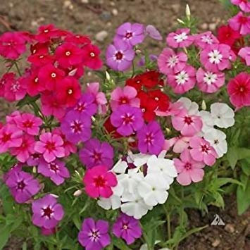 GEOPONICS Phlox Beauty Seeds Mix (Phlox) 100 + Graines