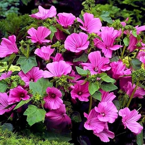 Rose Mallow Mix Hollyhock Hibiscus - 300 Seeds + Plant tag + Freebie - Lavatera Trimestris