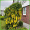 Goldregen 'Vossii' - Gelbstrauch - Laburnum watereri 60-100 cm