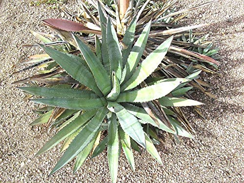 Succulente Agave Murpheyi. Rare. eccezionale! Prendi uno ora!