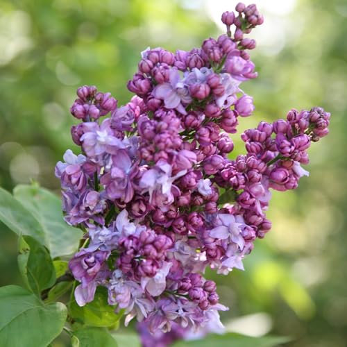 Plant Theory Charles Joly Common Lilac Syringa Vulgaris Shrub Plant 3L Pot