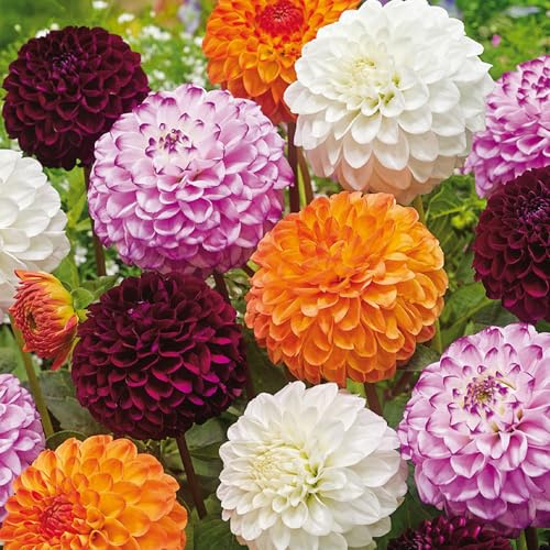 3 Dahlias 'Pompon Mix' Bulbes à fleurs d'été en extérieur dans un emballage très grand - Plantes prêtes pour les parterres de fleurs, pots, conteneurs.