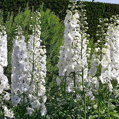 6 x Pacific Rittersporn 'Galahad' - Delphinium 'Galahad' Topf 9x9cm: Reinweiße Blüten, stattlicher Wuchs, perfekt für Garteneinfassungen.