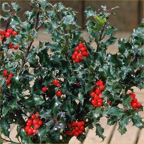 1 PIANTA DI ILEX AGRIFOGLIO MESERVEAE BUE ANGEL VASO 12CM sempreverde