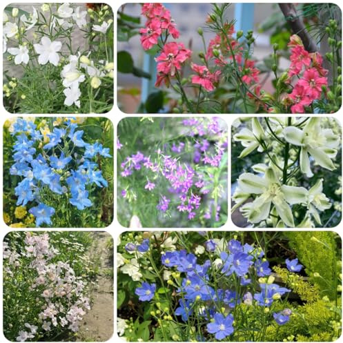 delphinium - Delphinium - semi di tappezzanti, all'invernoto in vaso da recisi in vaso da esterno 500semi
