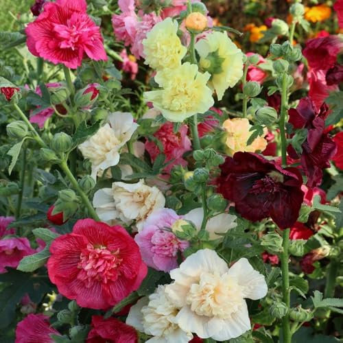 Hollyhock Double Mixed Seeds – Tall, Fluffy, Double Blooms – Flowers Year After Year –Perennials – for Your Beautiful Garden