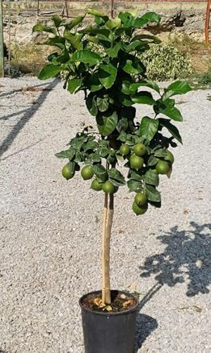 Zitronenbaum 'Femminello Carrubaro' – Citrus limon, 130–170 cm – Mediterrane Zitruspflanze mit echten Zitronen, winterhart im Kübel, duftende Blüten, ideal für Balkon & Terrasse