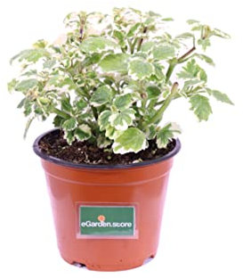 eGarden.store - Pianta vera di Incenso - Altezza pianta: 10/15 cm Diametro vaso: 14 cm - pianta aromatica variegata profumata da coltivare all'esterno in mezz'ombra