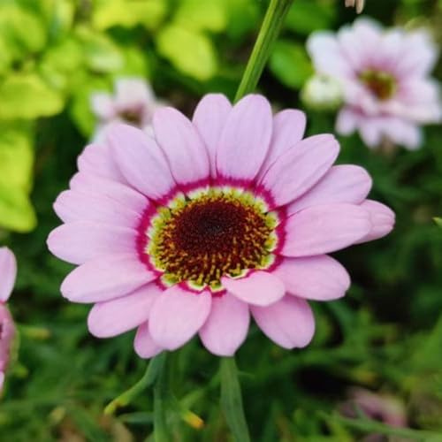 Semi di fiordaliso - fiordaliso semi di tappezzanti resistenti al freddo Arredamento del soggiorno con rialzata Decorazioni giardino per esterni, 100semi