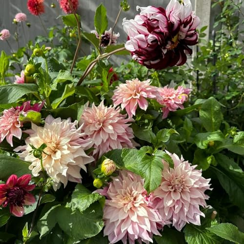 Dalias Cebollas - Comprar Tubos de Dalia resistentes al invierno – Cebollas perennes de Dalias, Perfecto para plantar 6tubérculos-O