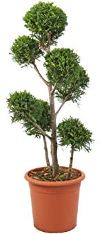 KENTIS - Cupressocyparis Leylandii 'Castlewellan Gold' - Pompon Cyprès avec Décoration de Vase en Jute - Vraies Plantes d'Extérieur - H 100-120 cm Pot de Ø 24 cm avec Jute