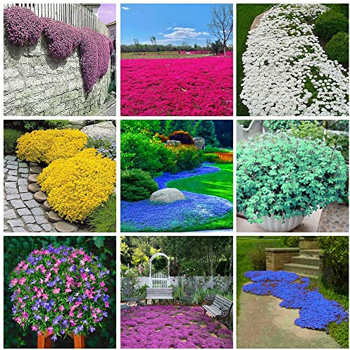 20000+ Mix Timo Strisciante per piantare all'aperto, giardino, Per la copertura del prato, bianco, giallo, blu, rosso, viola, verde