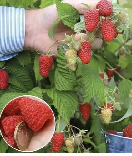 Riesenhimbeere Primeberry® Autumn Happy®, 1 Pflanze, Rubus idaeus, winterhart, mehrjährig, pflegeleicht, sehr ertragreich, dornenlose Spitzenzüchtung, extrem große & aromatische Früchte