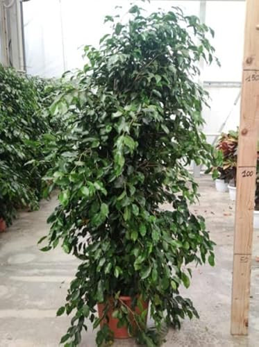 Ficus Benjamin verde 170 cm vaso 30 pianta vera resistente a siccità e ambienti non riscaldati