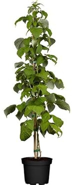Árbol Rubus Idaeus Planta de Frambuesas Frutos del Bosque en Casa