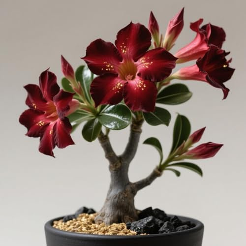 (OPVDJD) Adenium Rhizom/ökenros vinterhård flerårig/högt dekorativt värde/lätt att odla: försköna omgivningen – 1 Rhizome-E