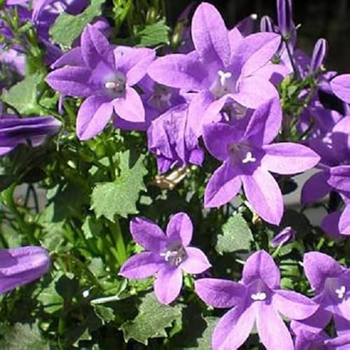 12 unità Campanula Portenschlagiana - Campanula da Parete Vaso 9x9cm ±1 m² - Fiori Blu e Foglie Verdi, Ideale per Pareti e Bordure