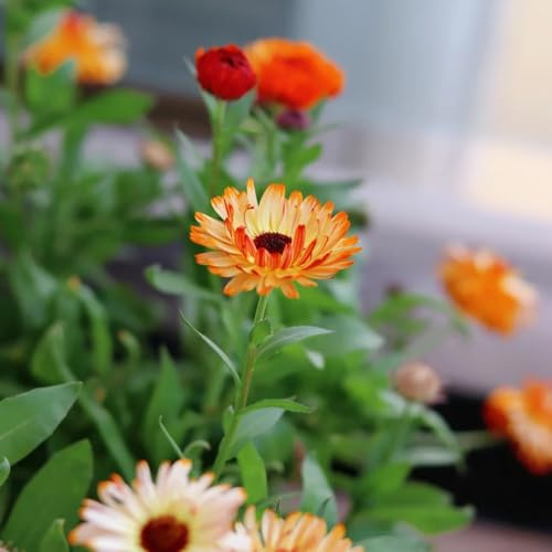 calendula - Decorazioni autunnali per un giardino resistente semi di calendula rampicanti, giardino roccioso di selvatici esotici semi per 400semi