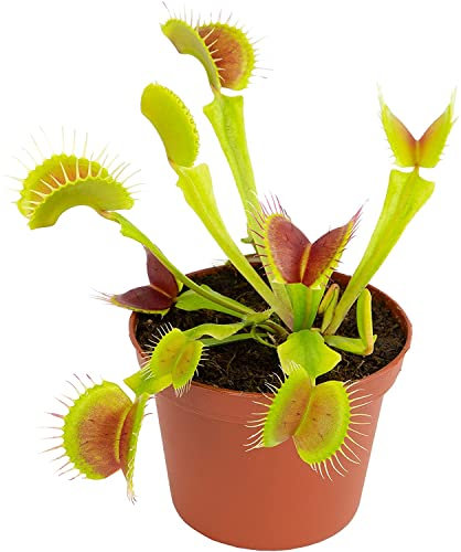DECOALIVE Dionaea Muscipula Planta Natural para la Casa