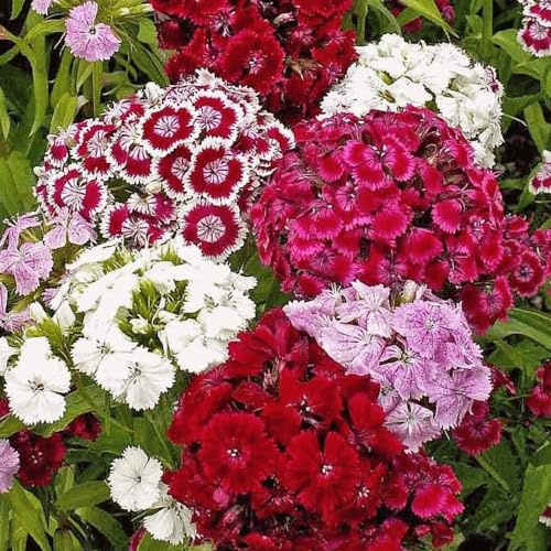 Clavel de Poeta | Sobre de Semillas |Semillas Flores Jardín