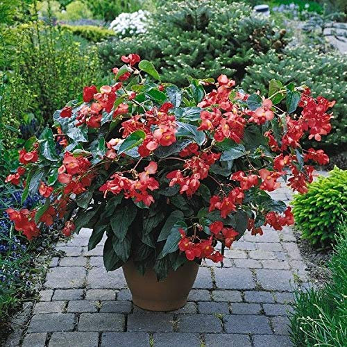 Portal Cool Begonia - Dragon Red Wing F1-10 Semi