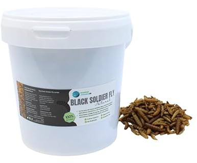 Larva Black Soldier Fly Plantasacuario 1000ml, Alimento a Base de Insectos 100% Natural para Peces, Aves y Reptiles Rico en proteína y vitaminas