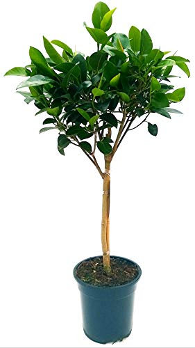 POWERS TO FLOWERS - FICUS AUSTRALIS ALBERELLO ALTEZZA 100CM, pianta vera