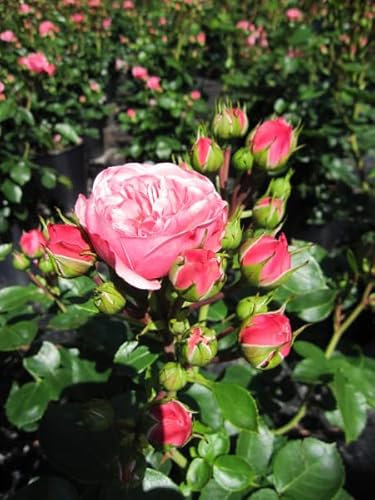 Beetrose Bailando® - Rosa Bailando® - Tantau Rose