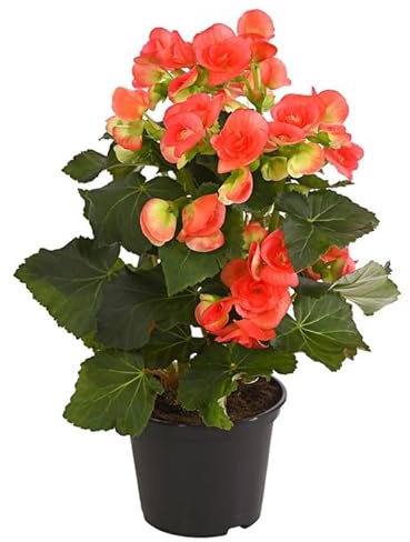 Begonia de Flor Planta Viva con Flores Surtidas Colores Llamativos