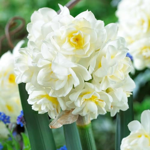 Bulbi Fiori Perenni da Esterno - 25 Bulbi di Narciso Erlicheer Profumati - Fioritura estiva - Piante e fiori esclusivi dall'Olanda - per giardino e vaso (non semi, non artificiali)