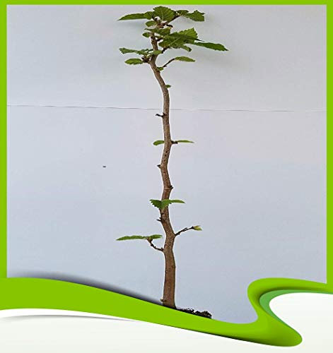 Corylus avellana (Haselnussstrauch) - Pflanze