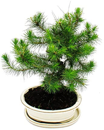 Exotenherz - Bonsai - Pinus halepensis - Aleppo-Kiefer - ca. 9 Jahre alt