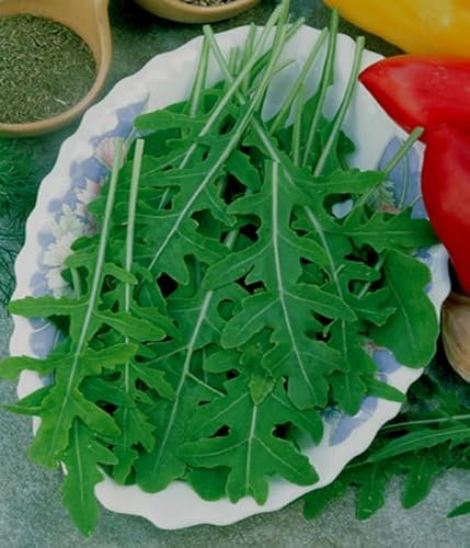 Rauke Rucola Wildform Samen mehrjährig