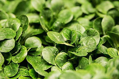 Corn Salad Verte de Cambrai Seeds – 1200 Premium Vegetable Seeds | Classic Lamb’s Lettuce Variety | Hardy, Fast Growing, High Germination
