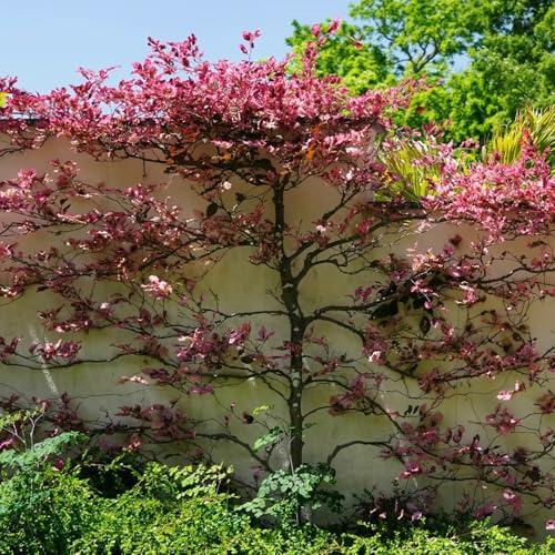 semi di faggio rosso resistenti all'esterno di faggio rosso di giardino resistente gione, decorazione 250pcs