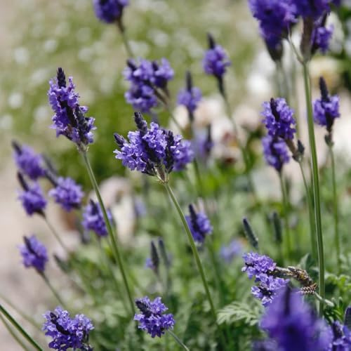 semi di lavanda - giardino balcone sul d'appartamento con resistenti in vaso recisi esotiche raro roccioso 300pcs