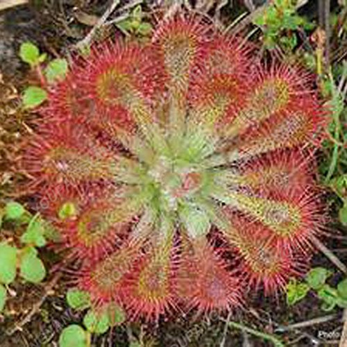 50 PC/Los Multifarious Nepenthes Samen Fleisch fressende Pflanze Bonsai muscipula Riesen Clip Venus Flytrap Pflanzensamen im Garten Plum
