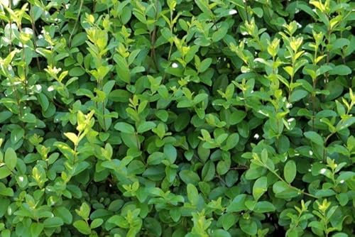 Vivaio Garden Forest, Ligustro ovalifolium - 50 unità di arbusto semisempreverde per siepi, Crescita rapida e folta, Fiori bianchi profumati in estate, Bacche nere autunnali, Ideale privacy in città