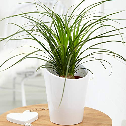 Plante d'intérieur ou de bureau, le Beaucarnea Recurvata Nolina Ball est un evergreen de 40-50cm avec pot.