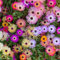 Mesembryanthemum Livingstone Daisy Seeds – Sun-Loving Flowers – Must Have for Borders & Rockeries – Half Hardy Annual – for Your Beautiful Garden